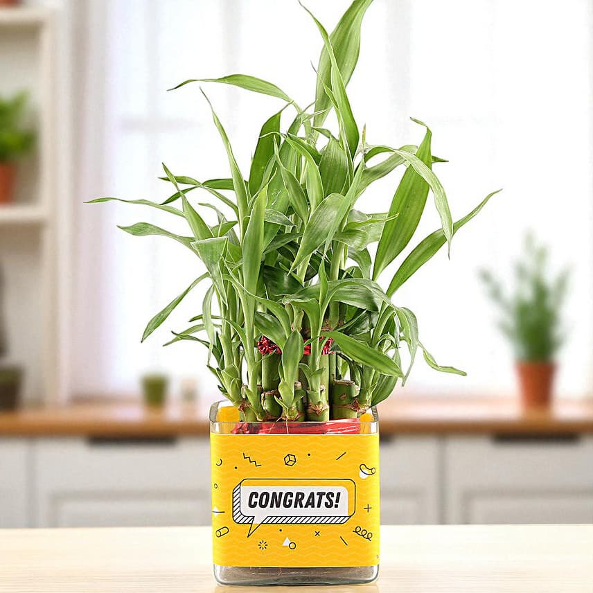 Two Layer Lucky Bamboo Plant For Congratulations view 1