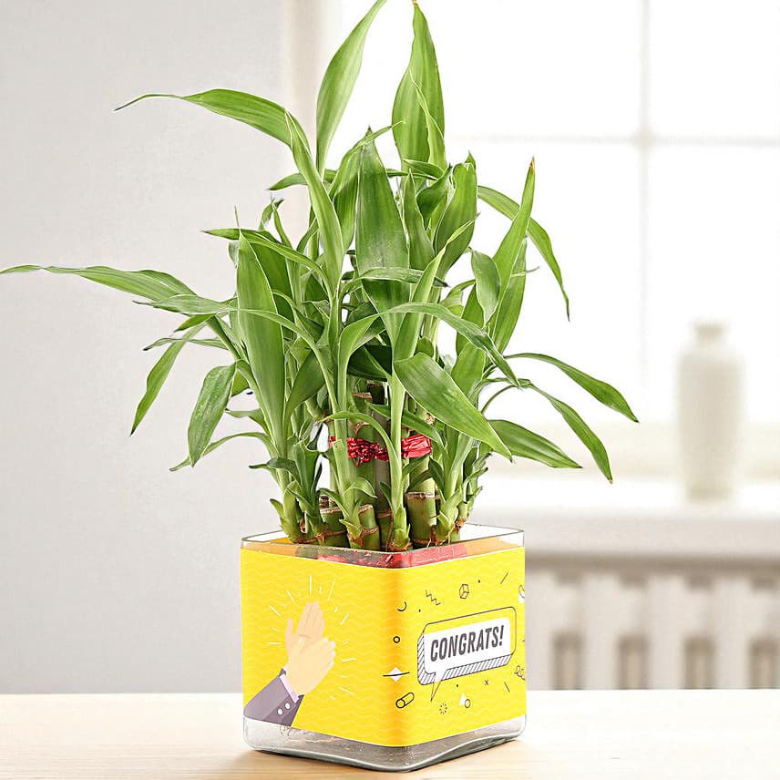 Two Layer Lucky Bamboo Plant For Congratulations view 2