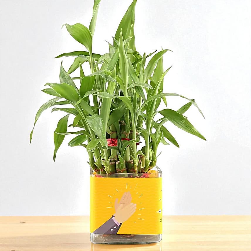 Two Layer Lucky Bamboo Plant For Congratulations view 3