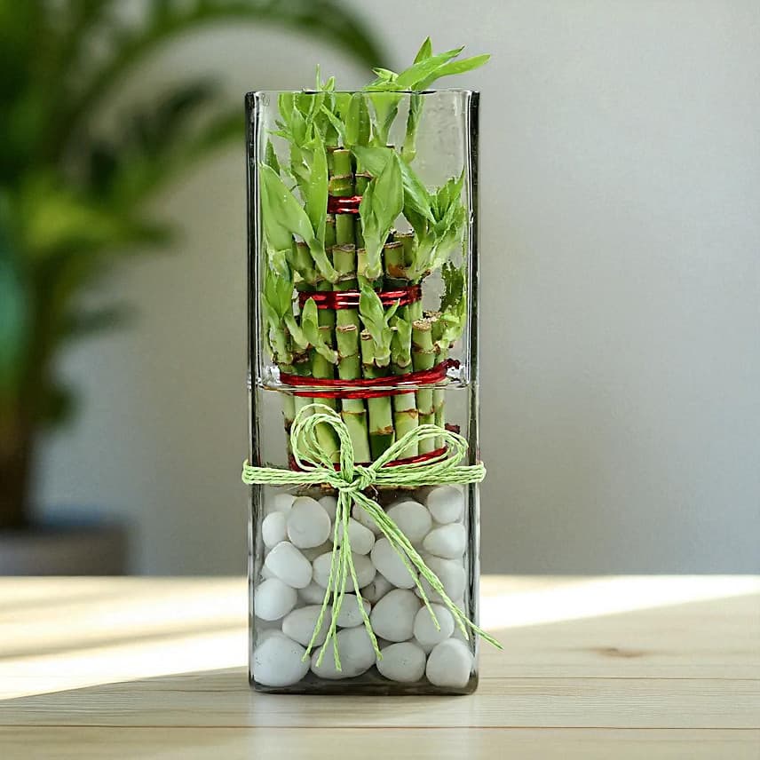 Exquisite Three Layer Bamboo Terrarium