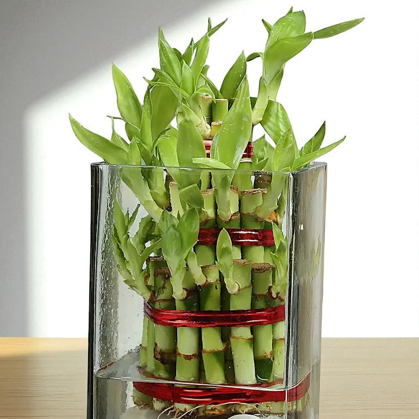 Exquisite Three Layer Bamboo Terrarium view 1