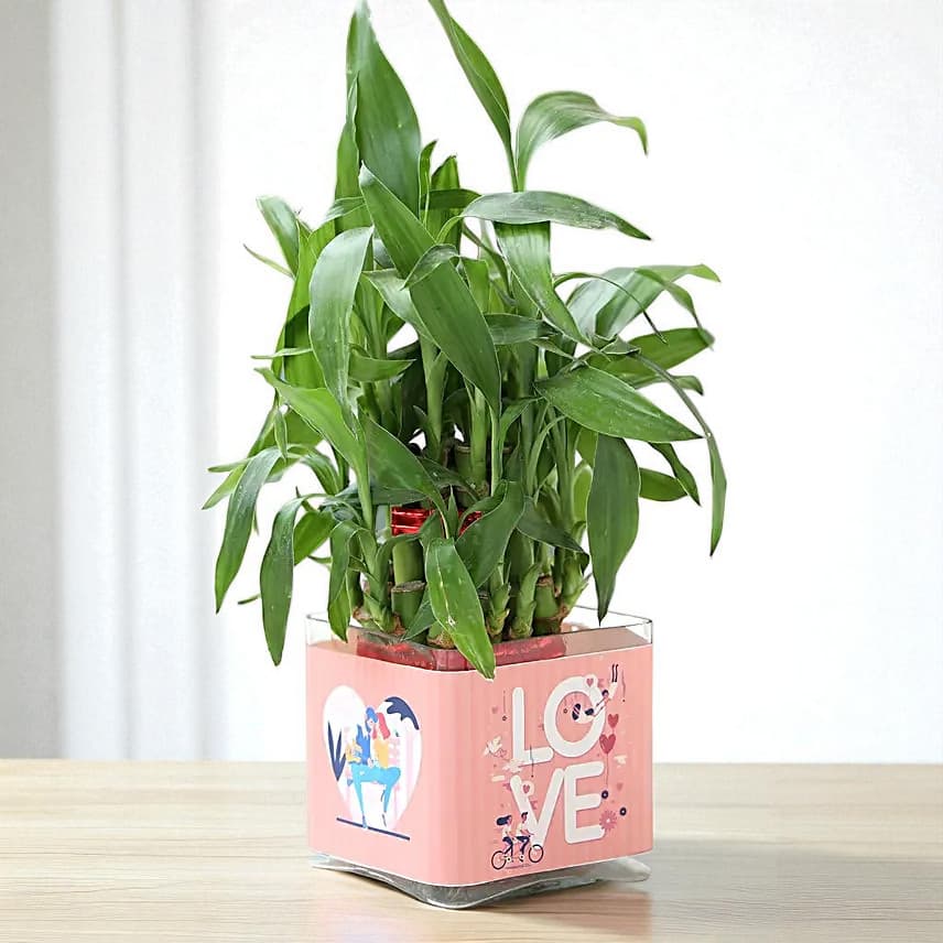 Love Special 2 Layer Bamboo Plant
