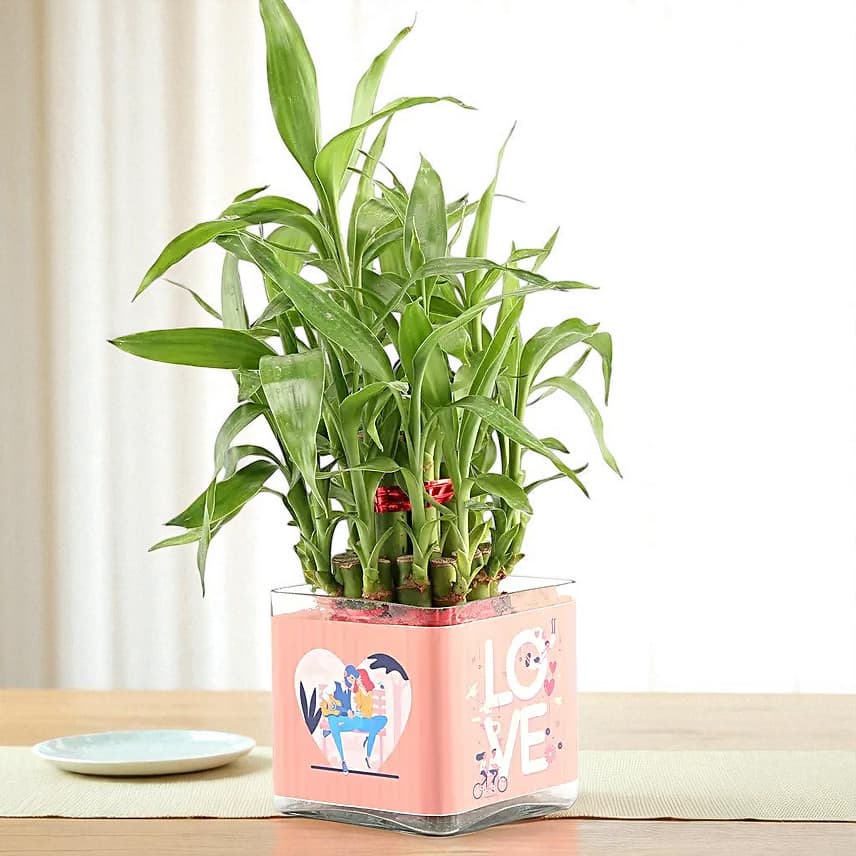 Love Special 2 Layer Bamboo Plant view 1