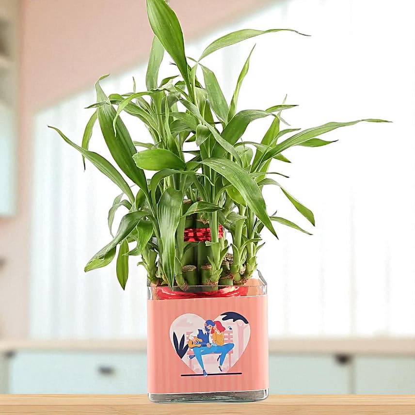 Love Special 2 Layer Bamboo Plant view 2