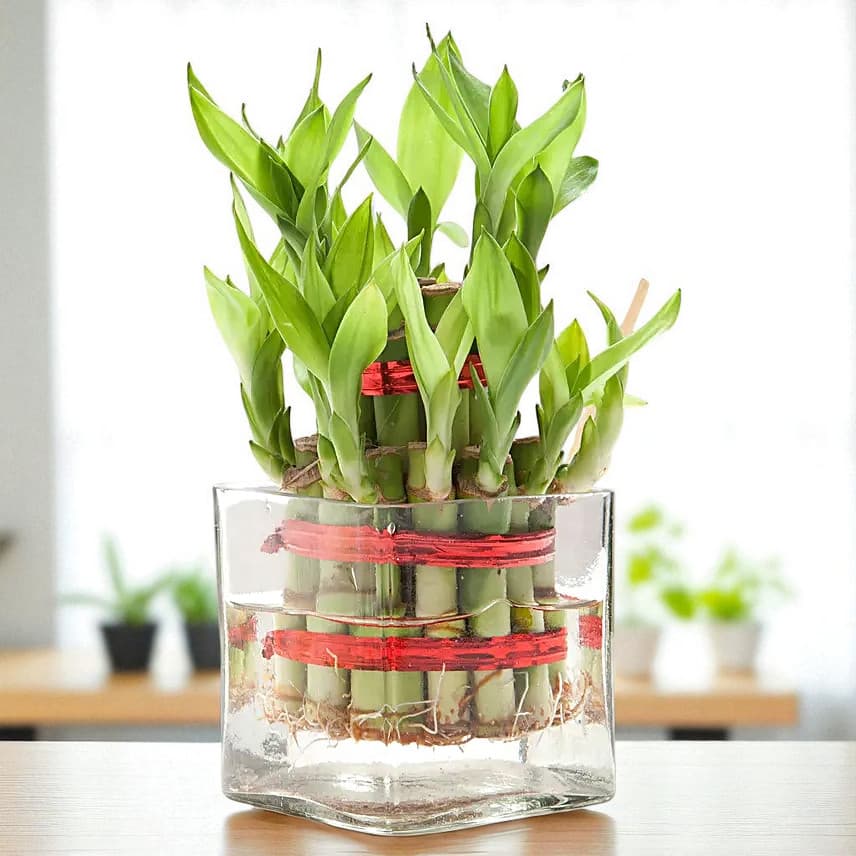 Bamboo Ensemble For Your Love