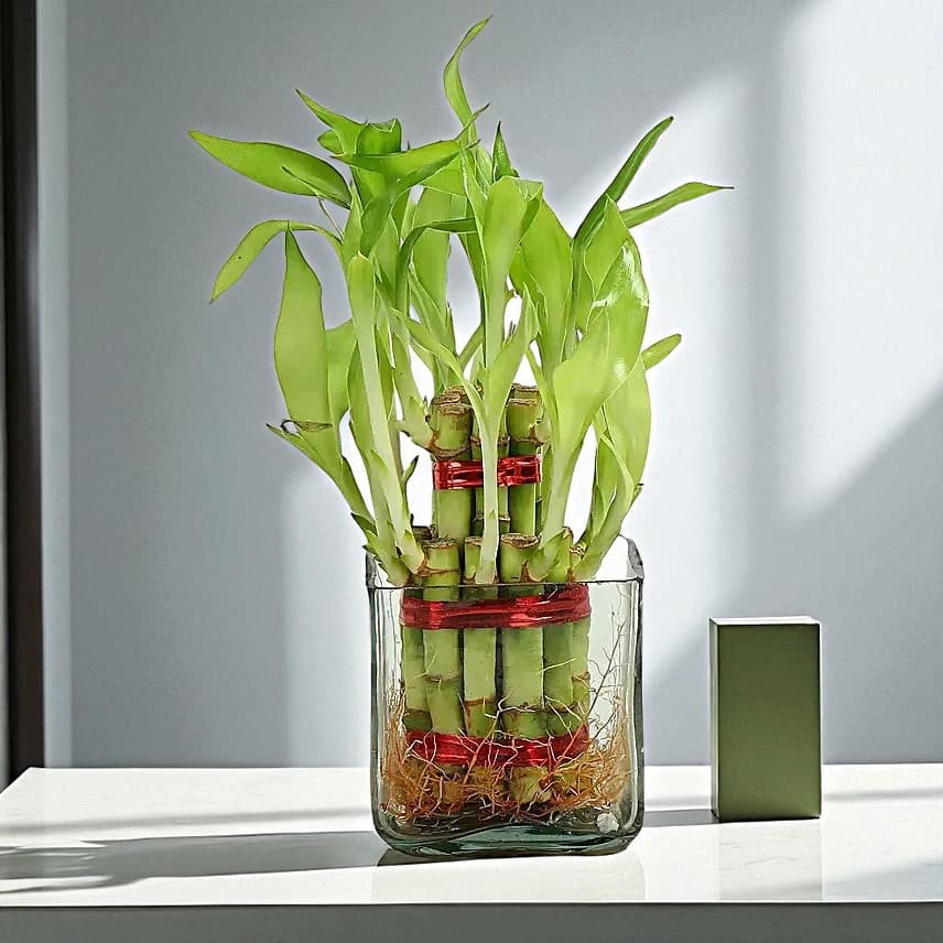 2 Layer Lucky Bamboo In Glass Vase Transparent
