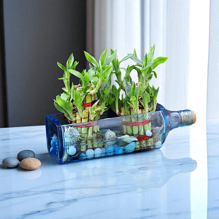 Double Lucky Bamboo In Bombay Sapphire Bottle Planter