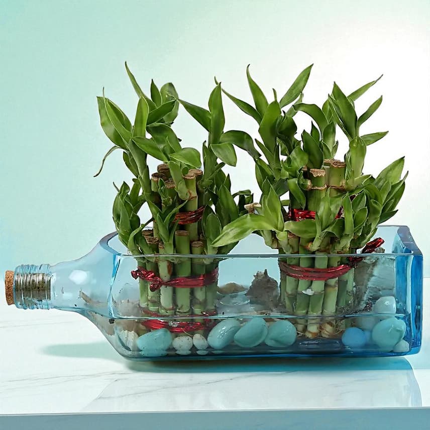 Double Lucky Bamboo In Bombay Sapphire Bottle Planter view 1