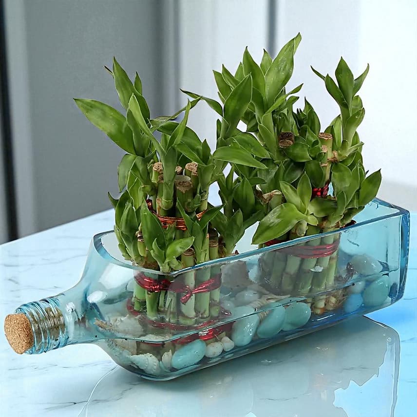 Double Lucky Bamboo In Bombay Sapphire Bottle Planter view 2