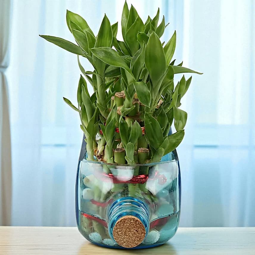 Double Lucky Bamboo In Bombay Sapphire Bottle Planter view 3