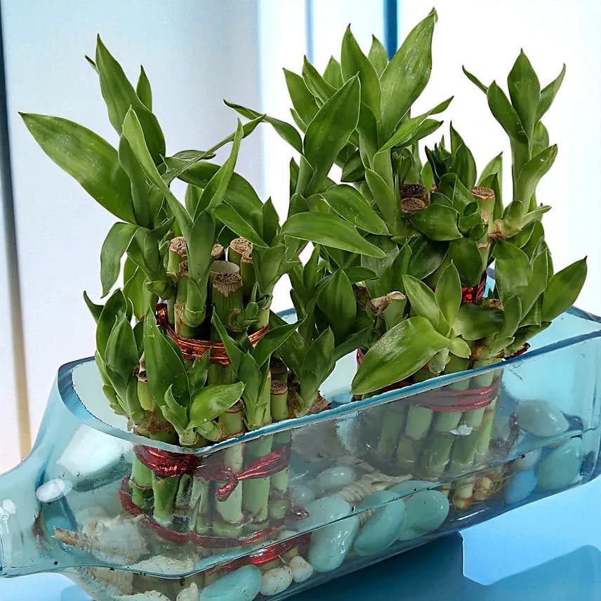 Double Lucky Bamboo In Bombay Sapphire Bottle Planter view 4