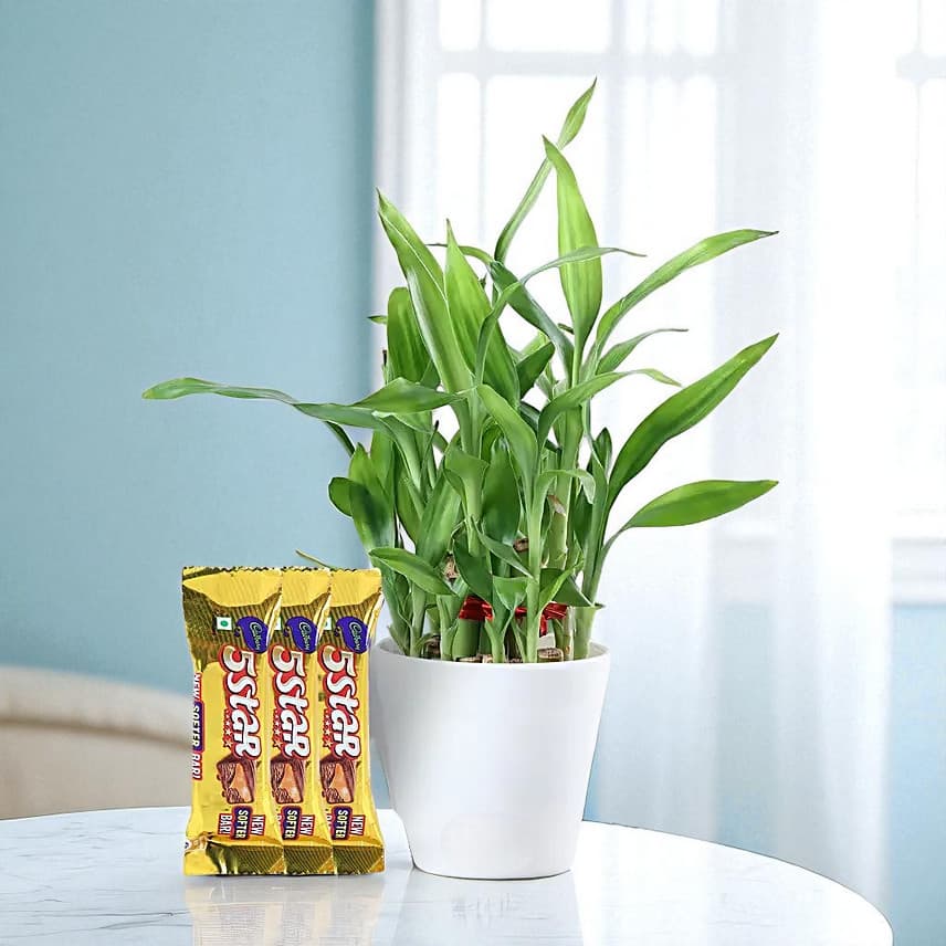 Two Layer Bamboo Plant Cadbury 5 Star Combo