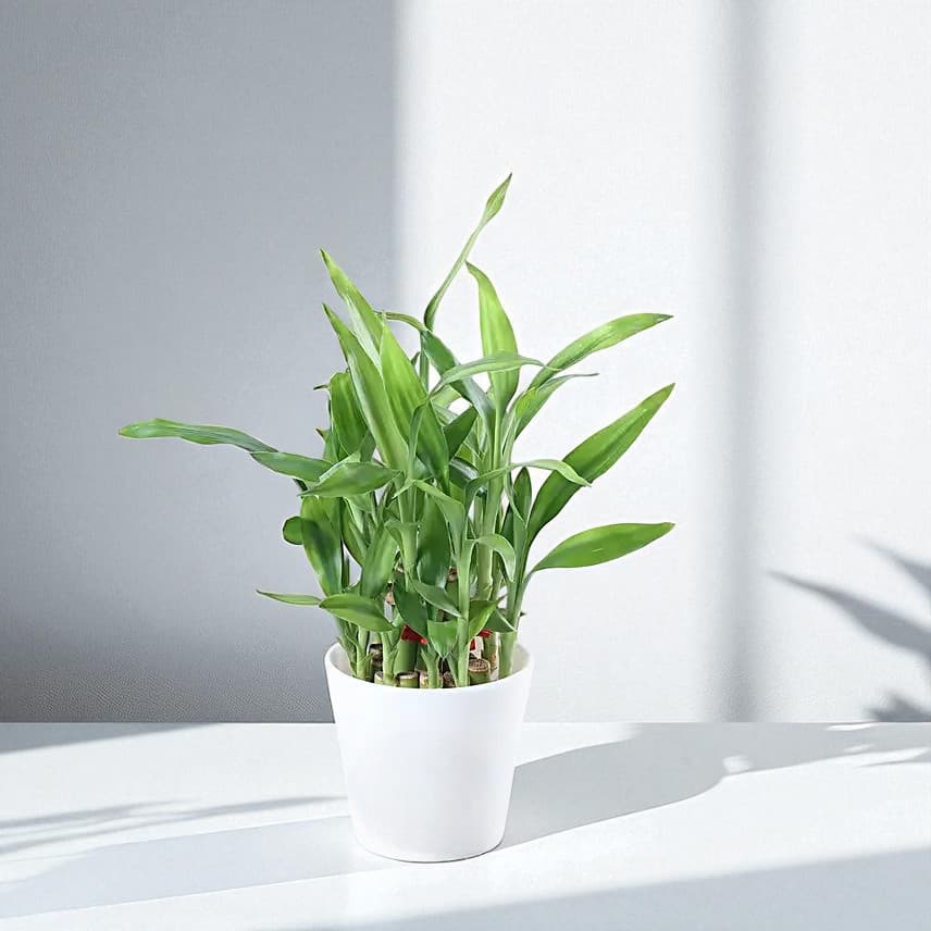 Two Layer Bamboo Plant Cadbury 5 Star Combo view 1