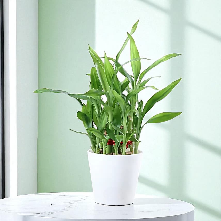 Two Layer Bamboo Plant Cadbury 5 Star Combo view 2