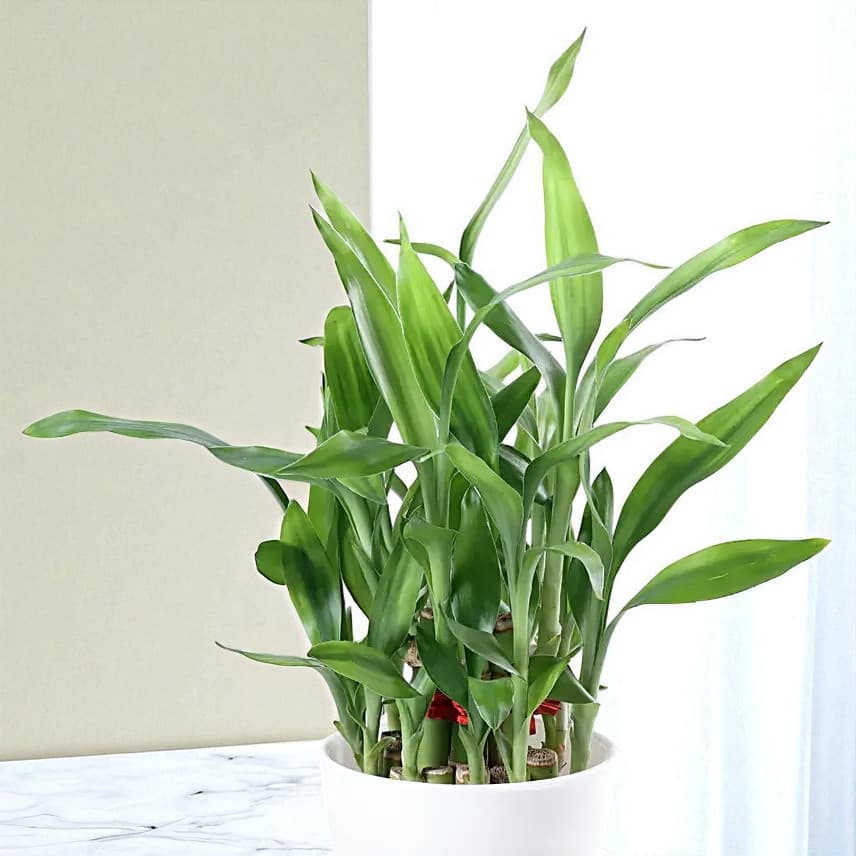 Two Layer Bamboo Plant Cadbury 5 Star Combo view 3