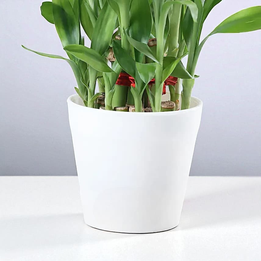 Two Layer Bamboo Plant Cadbury 5 Star Combo view 4