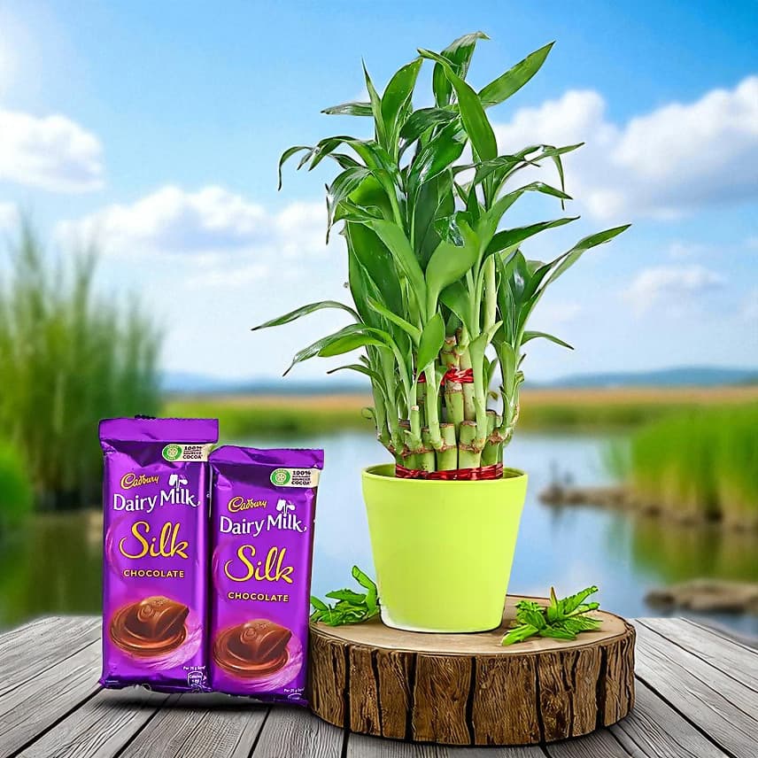 2 Layer Bamboo In Melamine Pot & Cadbury Chocolates