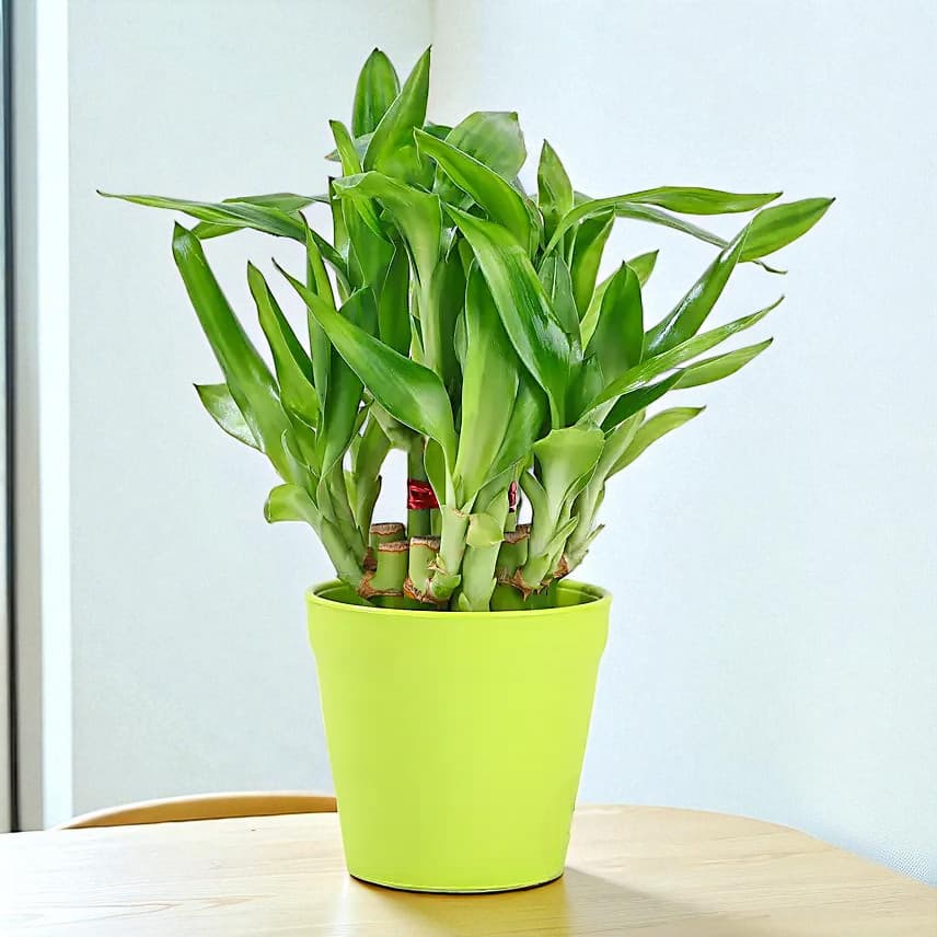 2 Layer Bamboo In Melamine Pot & Cadbury Chocolates view 1