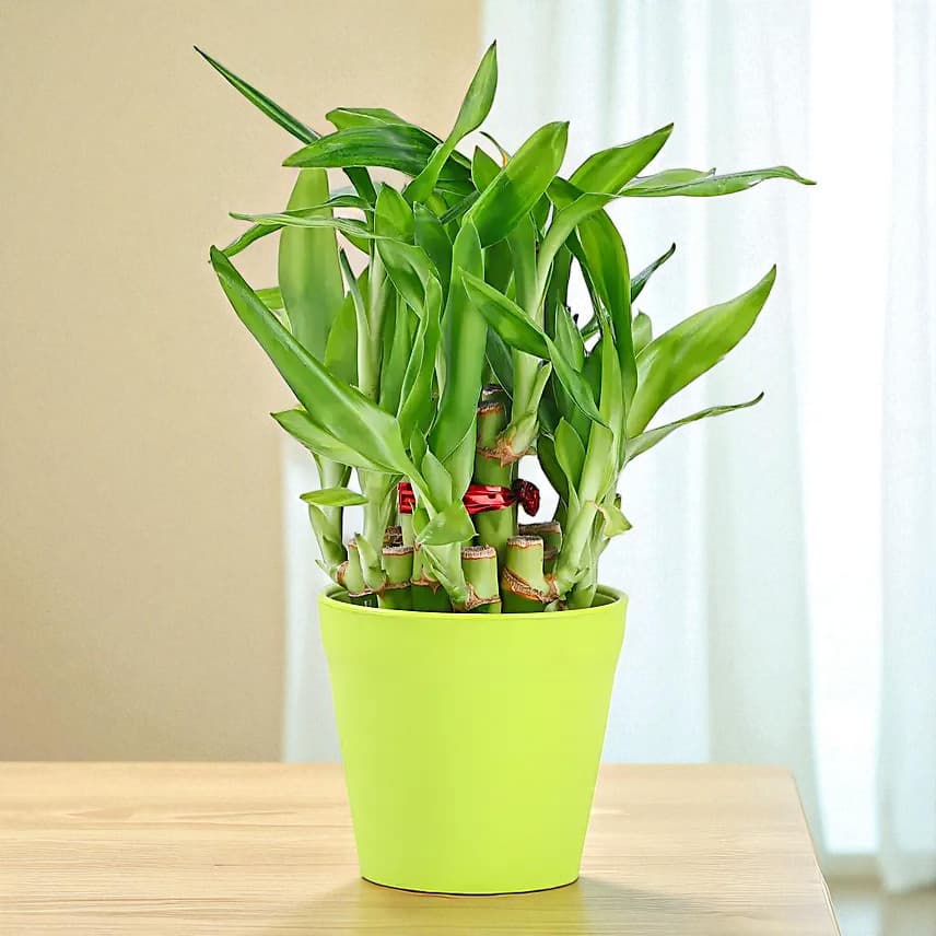 2 Layer Bamboo In Melamine Pot & Cadbury Chocolates view 2