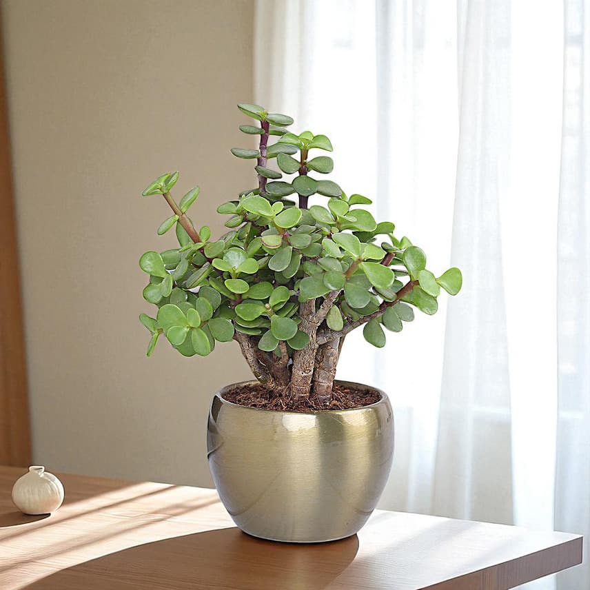 Jade Plant In Gold Tone Metal Pot