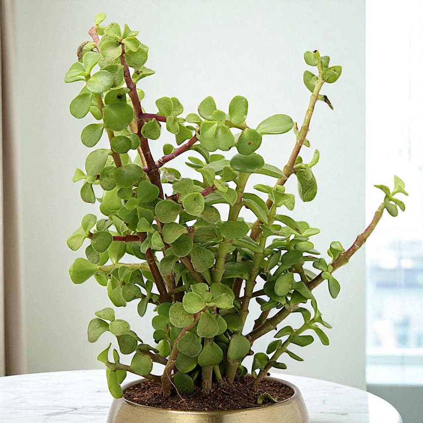 Jade Plant In Gold Tone Metal Pot view 1
