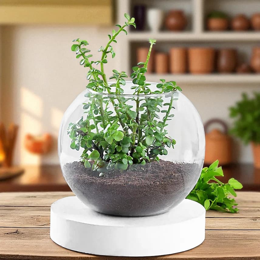 Jade Plant Terrarium In Glass Vase