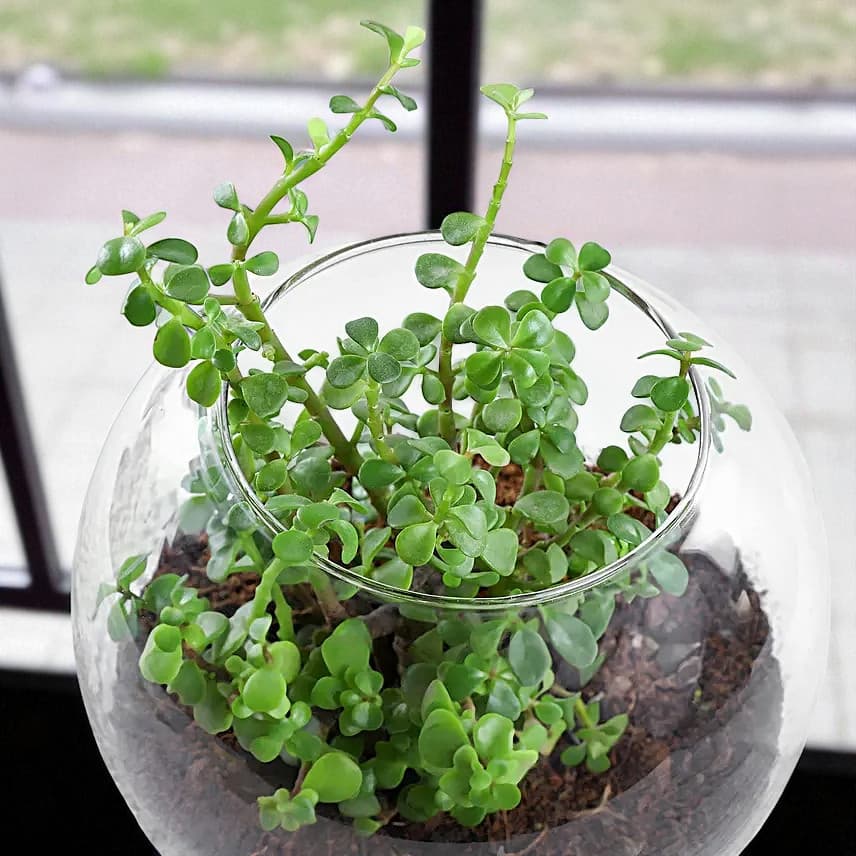 Jade Plant Terrarium In Glass Vase view 2