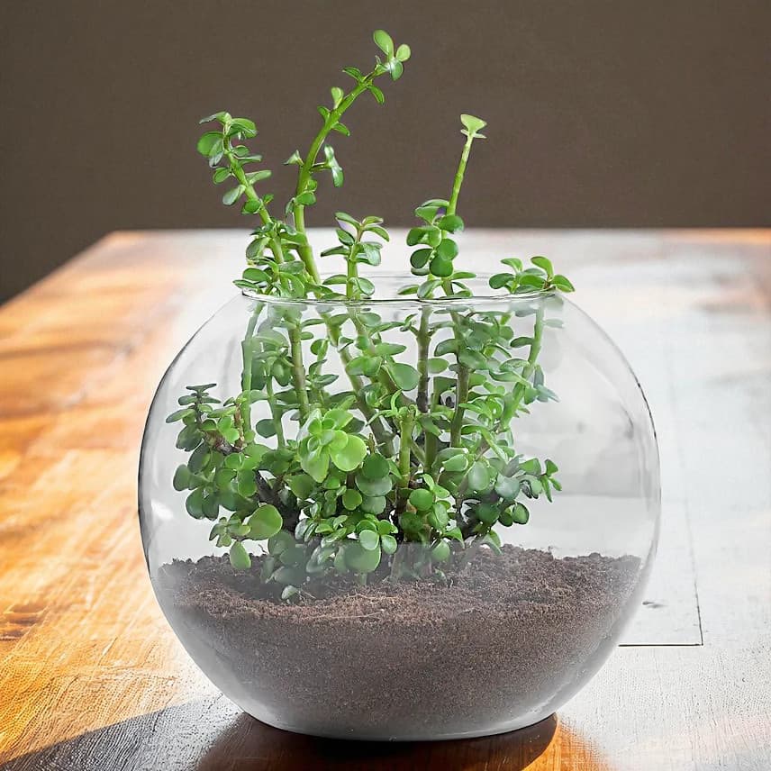 Jade Plant Terrarium In Glass Vase view 3