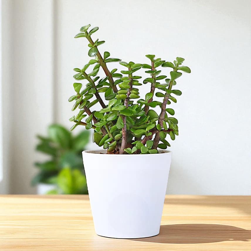Beautiful Jade Plant in White Plastic Pot