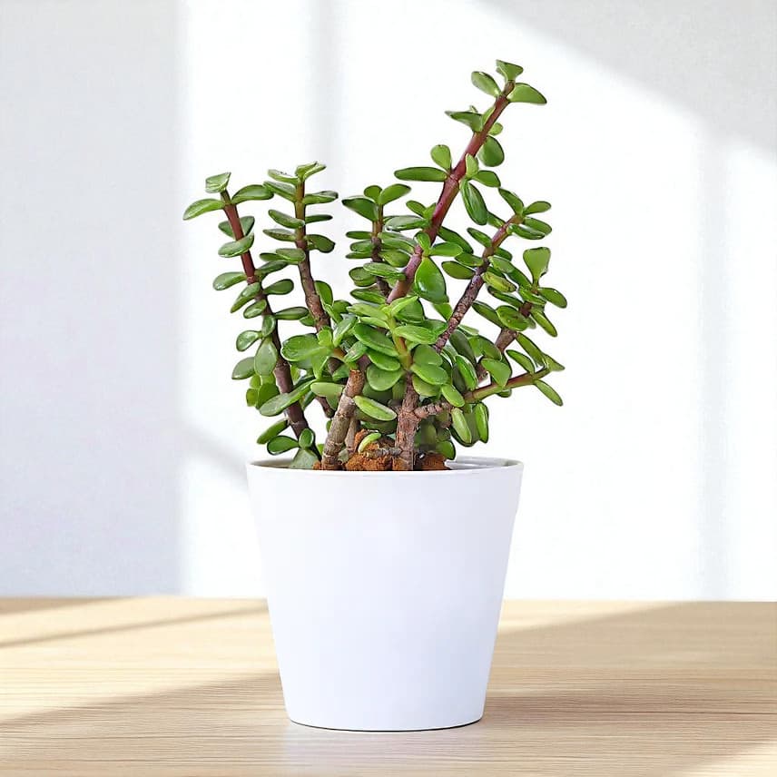 Beautiful Jade Plant in White Plastic Pot view 1