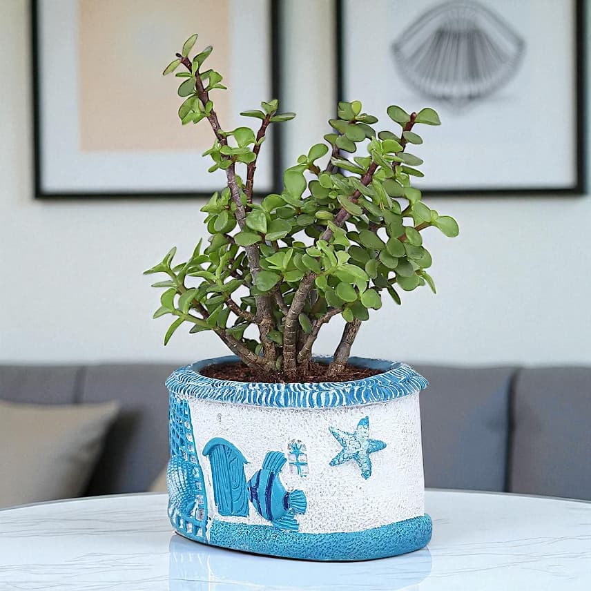 Jade Plant In Sea House Planter