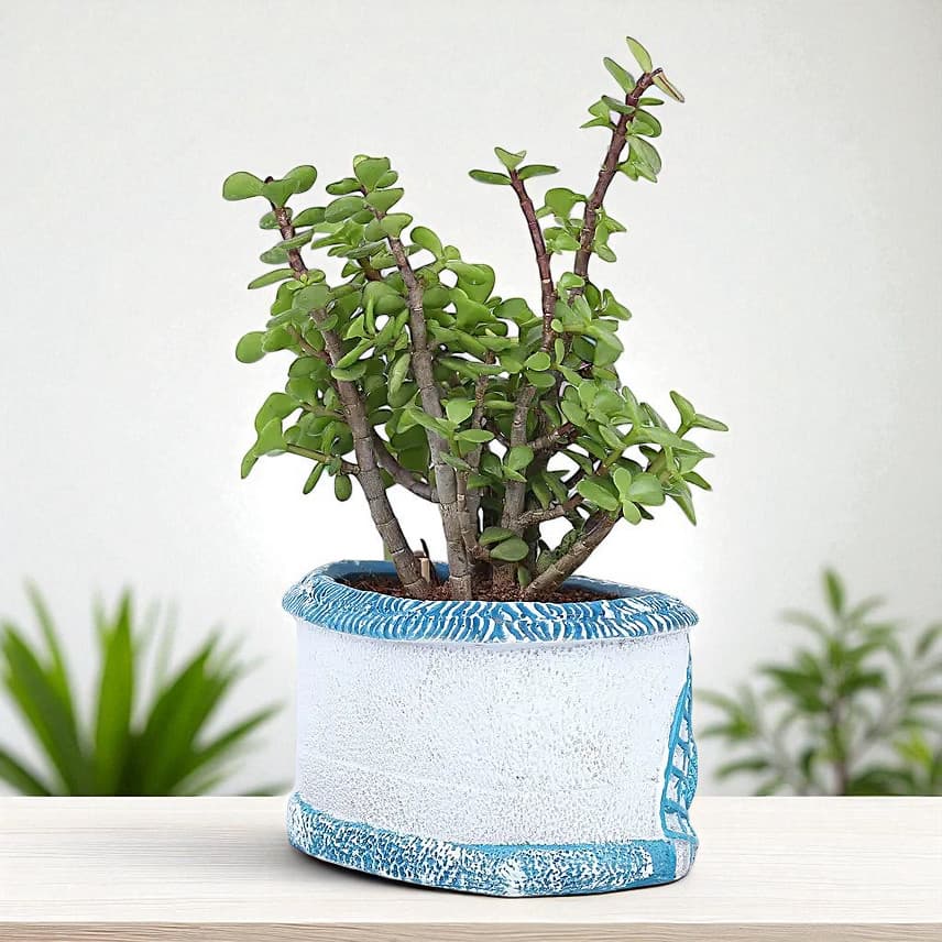 Jade Plant In Sea House Planter view 1