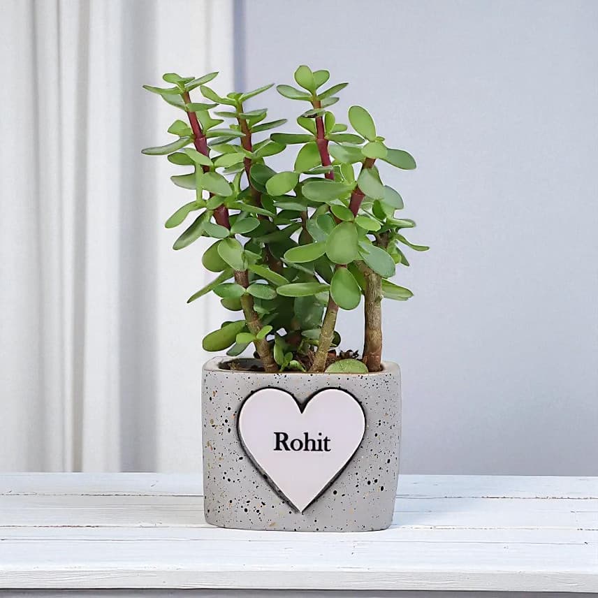 Jade Elegance view 1