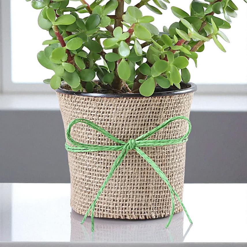 Jute Wrapped Classic Jade Plant