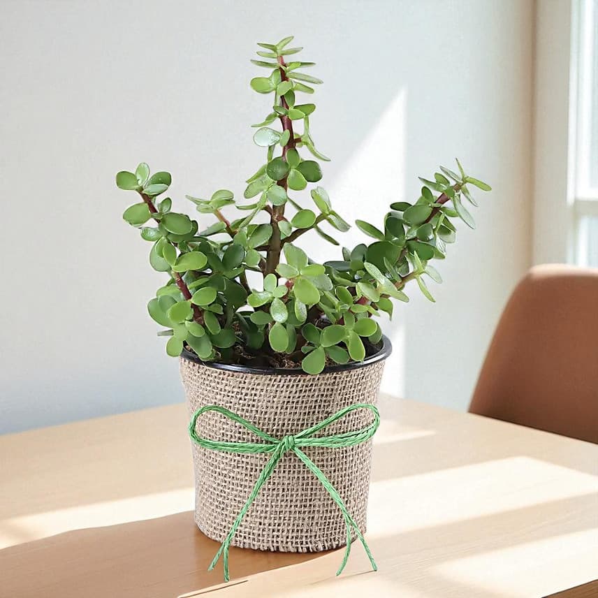 Jute Wrapped Classic Jade Plant view 1
