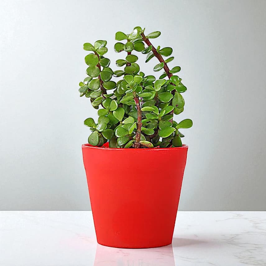 Jade Plant in Red Pot Gift view 1