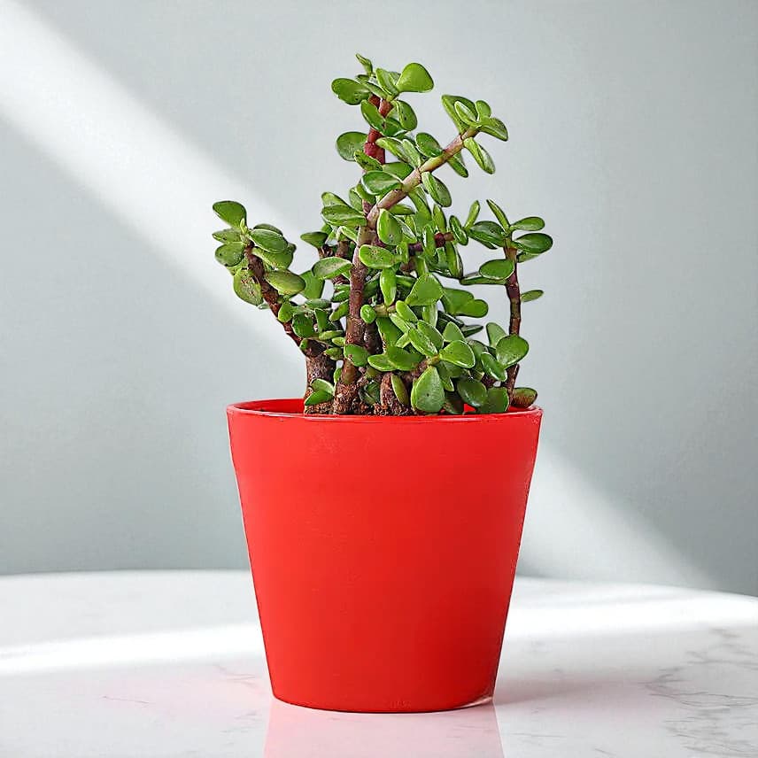 Jade Plant in Red Pot Gift view 2