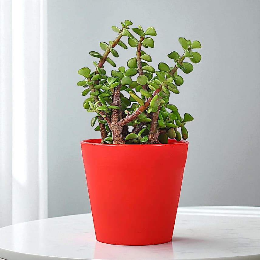 Jade Plant in Red Pot Gift view 3