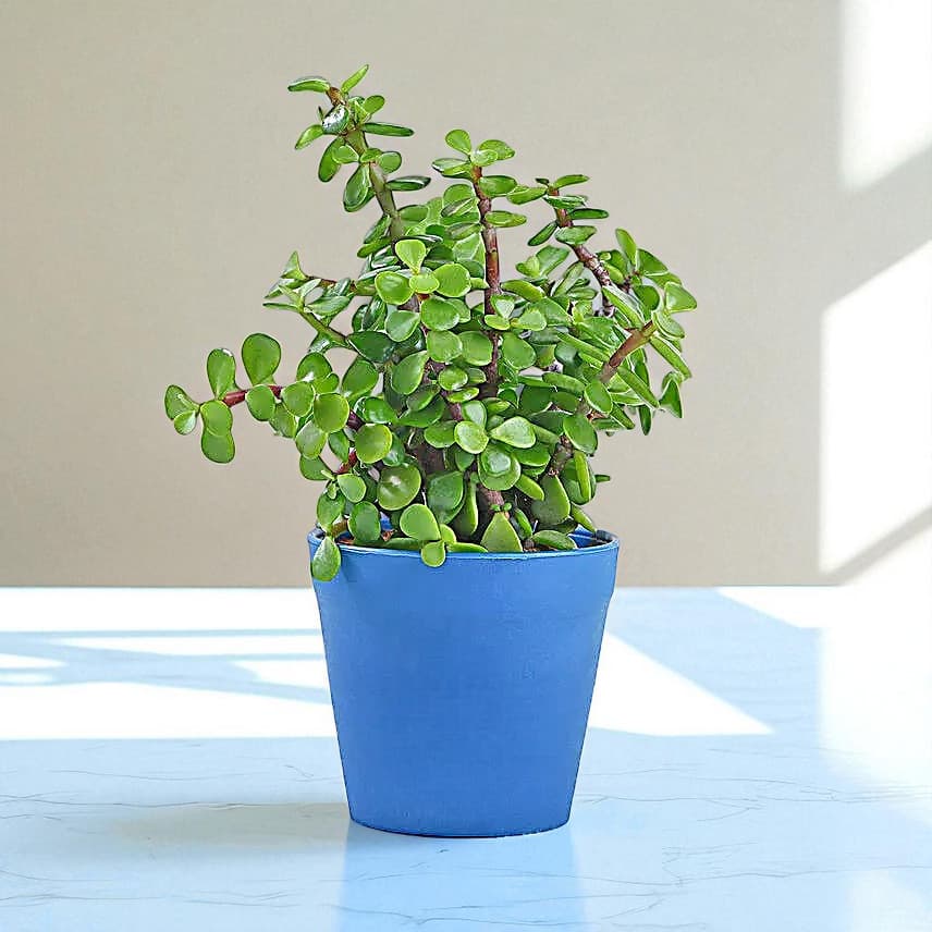 Lively Jade Plant With Plastic Pot