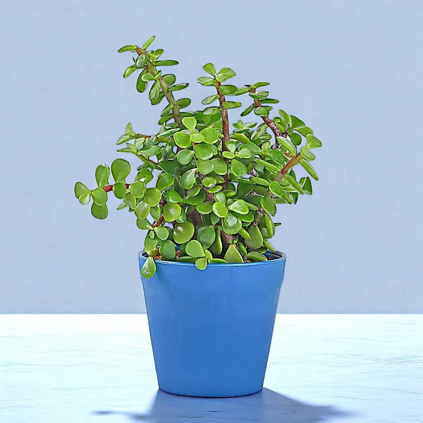 Lively Jade Plant With Plastic Pot view 1