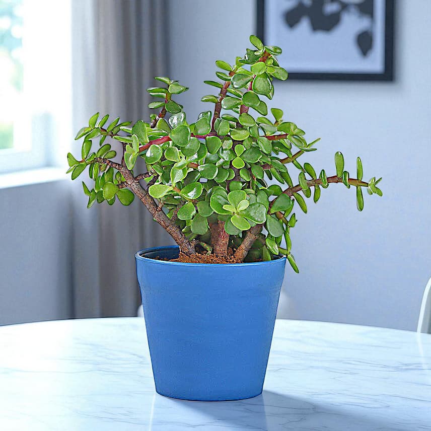 Lively Jade Plant With Plastic Pot view 2