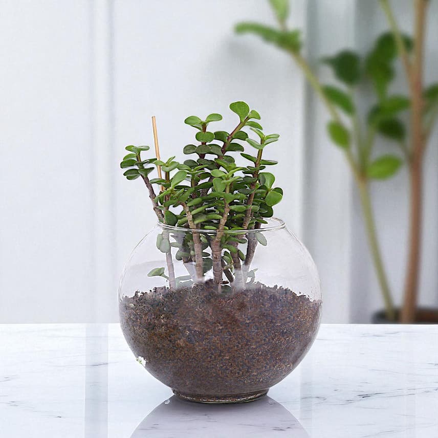 Happy Birthday Jade Plant Terrarium view 1