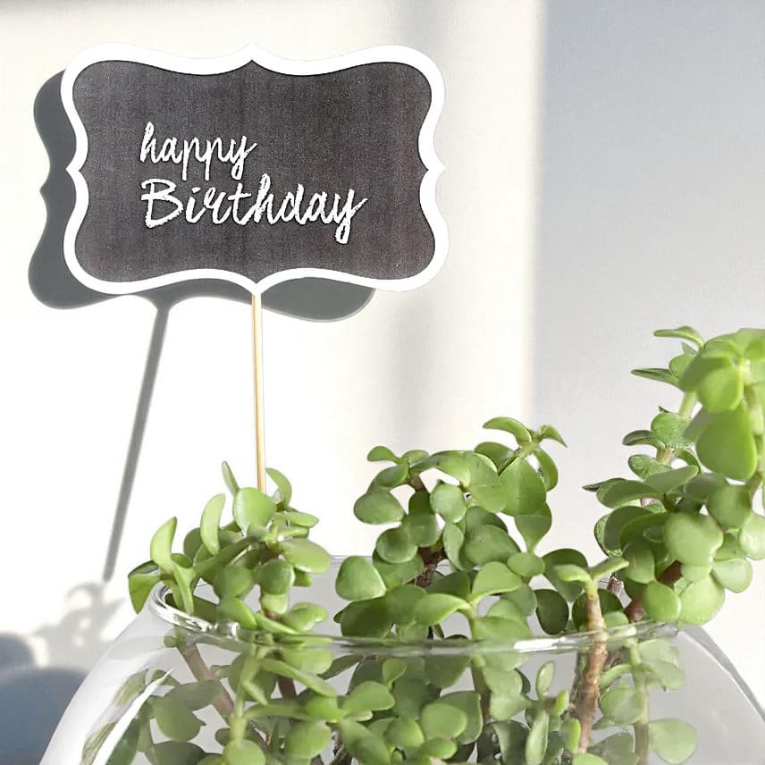 Happy Birthday Jade Plant Terrarium view 2
