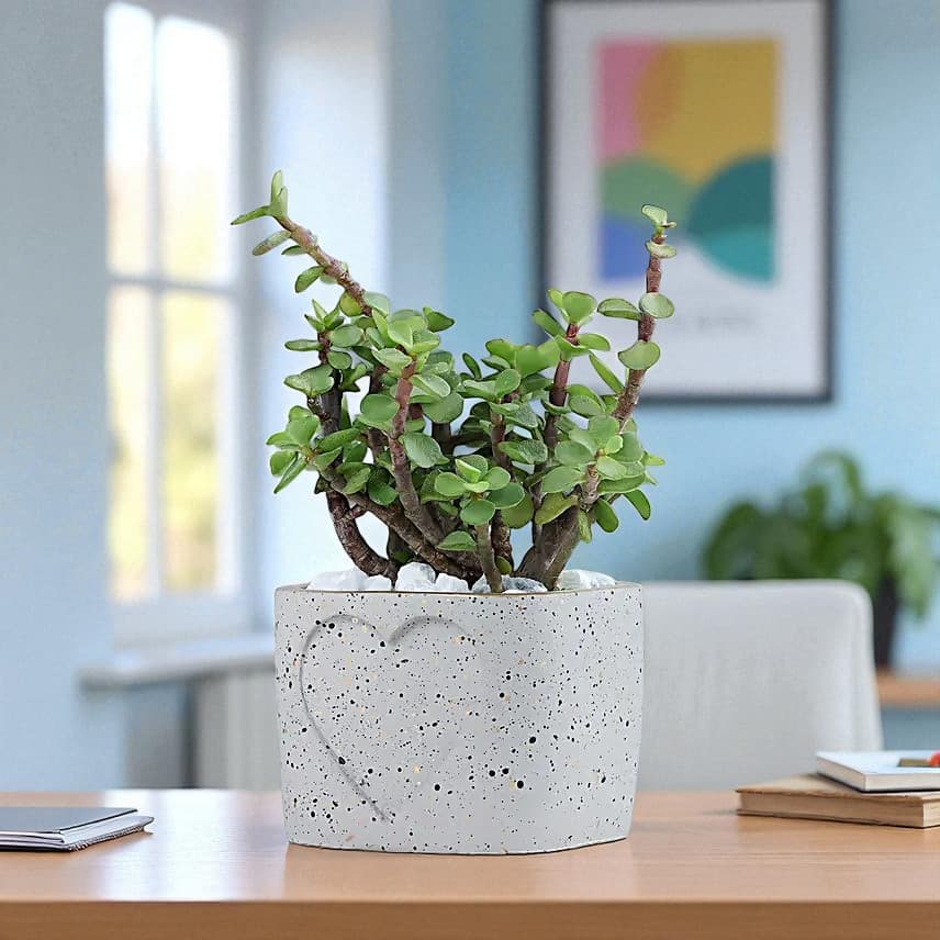 Jade Plant in a Love Pot