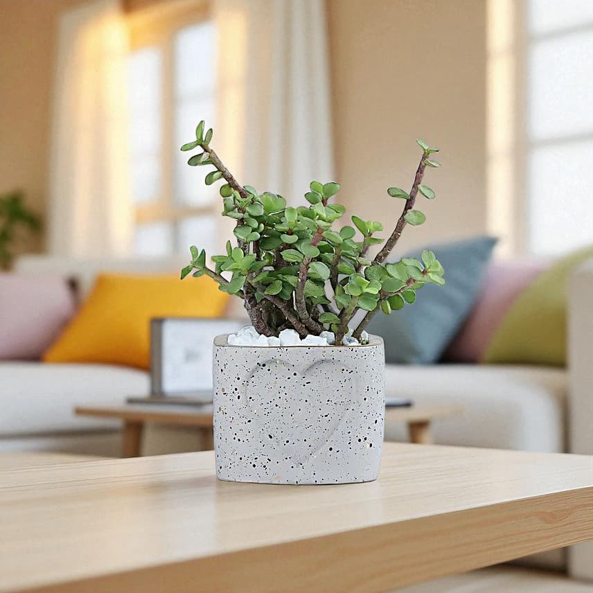 Jade Plant in a Love Pot view 1