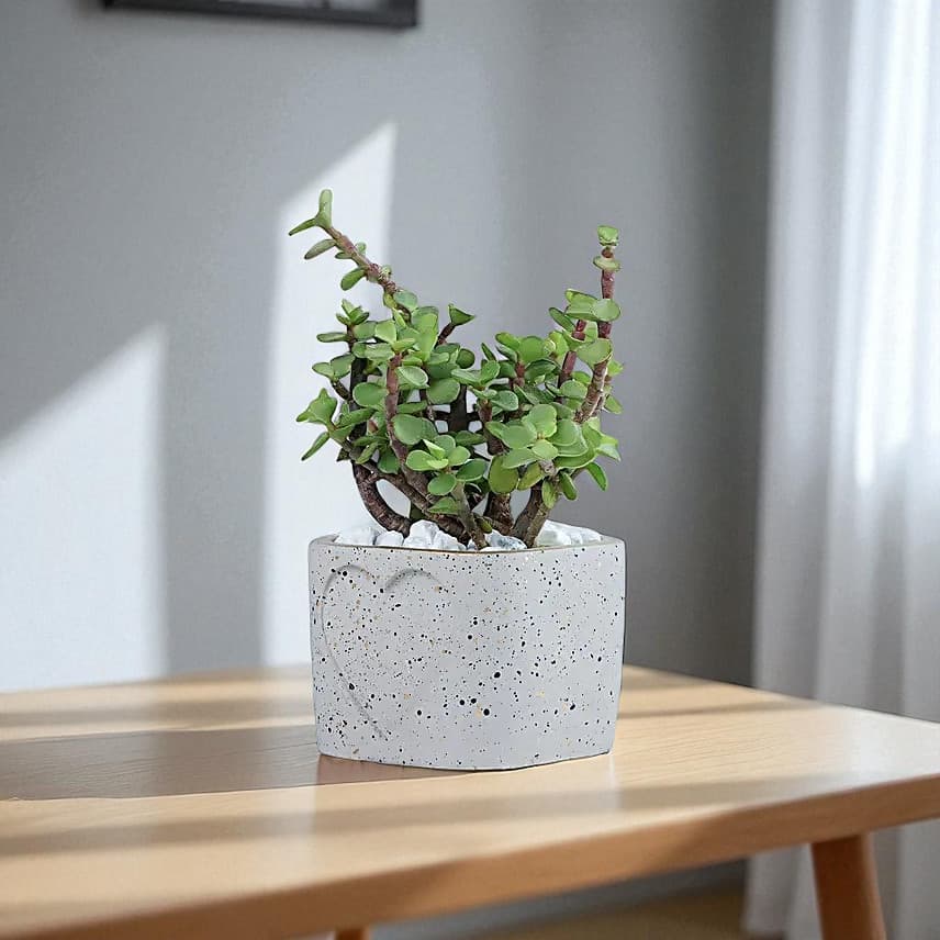 Jade Plant in a Love Pot view 2