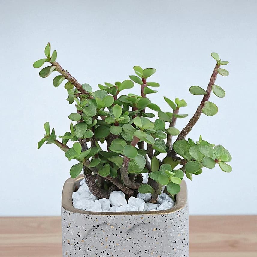 Jade Plant in a Love Pot view 3