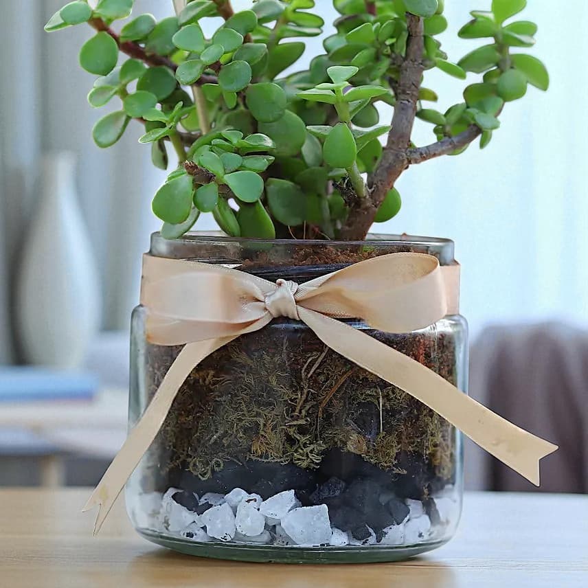 Jade Plant Mason Jar Terrarium